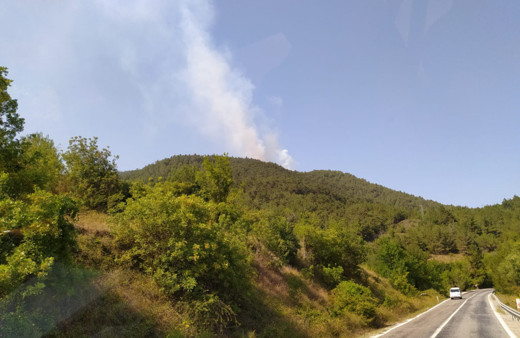 Samsun Bafra’da orman yangını