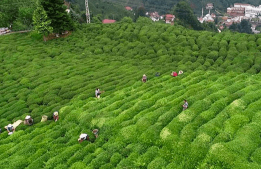 Çaykur yaş çay ödemelerine başladı