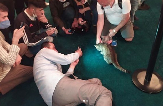 Ayasofya Camii'nin kedisi Gli paylaştı! Kalbim eskisi kadar kuvvetli değil..