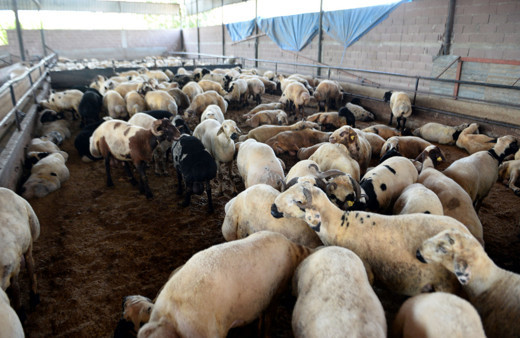 Koyu renkli kurbanlıklar tercih edilsin tavsiyesi