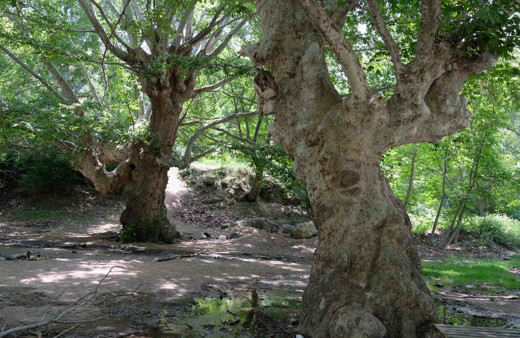 Konya'da 870 yıllık anıt ağaçlara yapılan saygısızlığa bak! Aşk sözlerinin esiri oldu