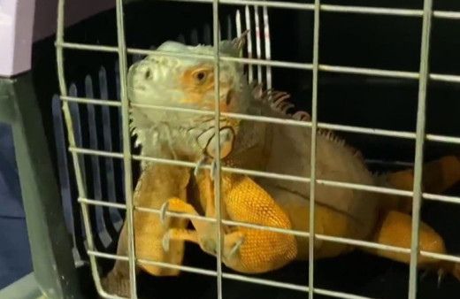 Amazon ormanlarında değil Üsküdar'da bulundu