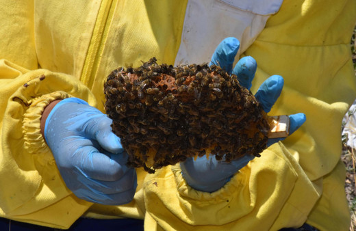 İzmir Seferihisar'da üretiyor yeni sezon siparişleri dolmak üzere tanesini 100 liradan satıyor