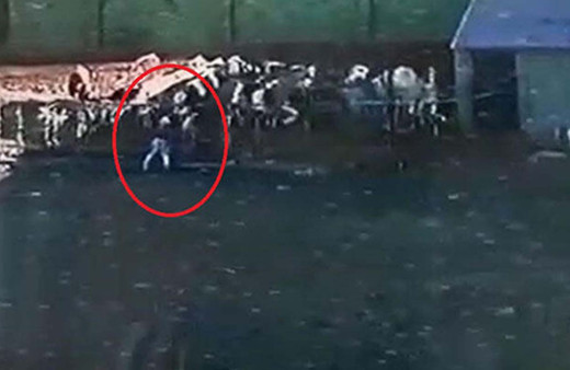 850 kiloluk boğa sahibini öldürdü! Korkunç anlar kameralara yansıdı