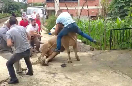 Trabzon'da Kurbanlık boğa boynuzlarını tutan şahsı böyle savurdu