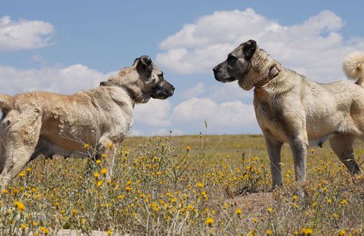 Sivas'ta kangal köpekleri çip takılarak korunacak! Bakan Varank duyurdu