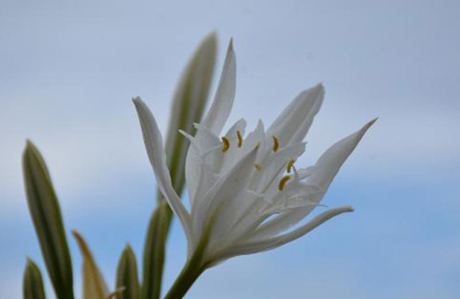 Koruma altına alındı! Kum zambağını koparmanın cezası 73 bin TL