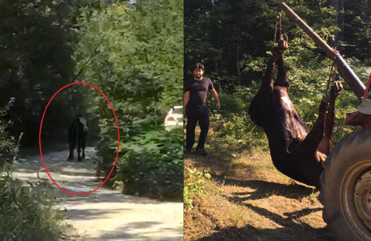 40 saat sonra yakalanan boğa iki genci hastanelik etti