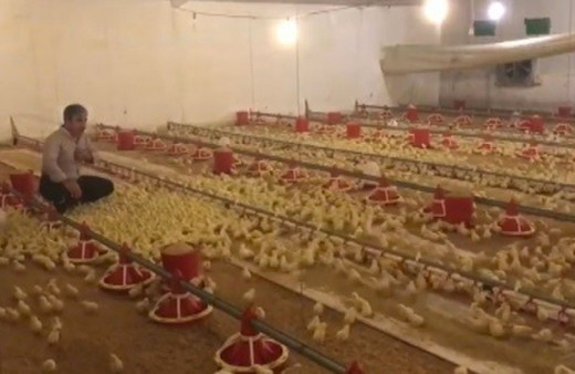 Civciv çobanı tek komutla binlercesini etrafına böyle topladı