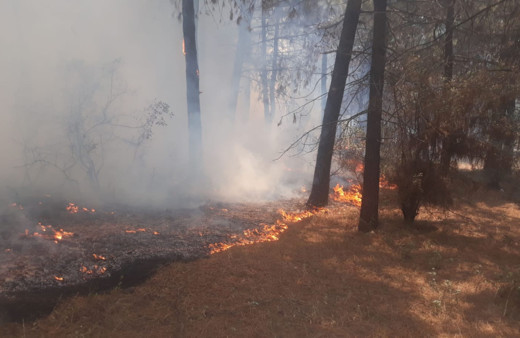 Kartal Aydos'ta ormanlık alandaki yangın kontrol altına alındı