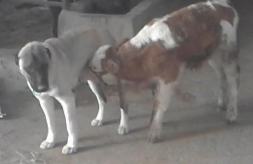 Tunceli'de görenleri şaşkına çeviren olay! Kangal köpeği buzağıyı emziriyor
