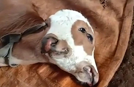 Çift başlı buzağı şaşırttı Endonezya'da köylüler görmek için sıraya geçti