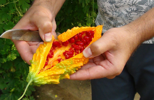 Antalya'da işsiz kalınca bahçesine serasını kurdu hayatı değişti