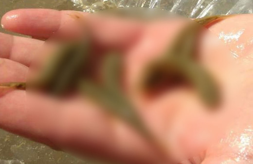 Bagajda ele geçirildi! Tam 2 bin 500 adet hepsi de canlı