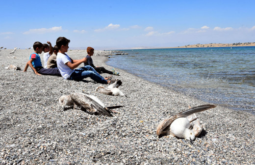 Van'da martılar konoravirüsten öldü söylentisi panik yarattı