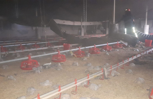 Sakarya'da tavuk çiftliğinde çıkan yangında 12 bin civciv telef oldu