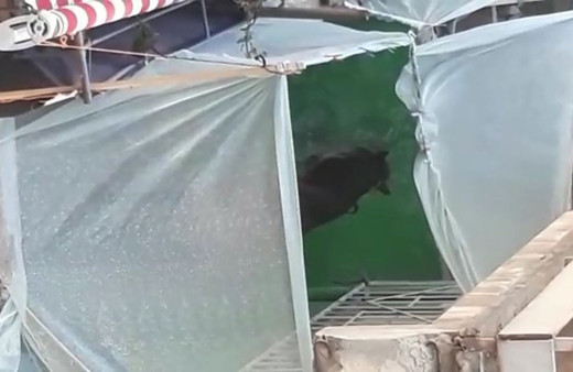 Olay yeri Bursa! Hayrete düşüren görüntü evinin balkonunda at besliyor