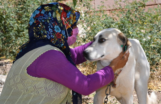 Konya'da köpekler için aylık 125 lira bakım ücreti ve mama yardımı