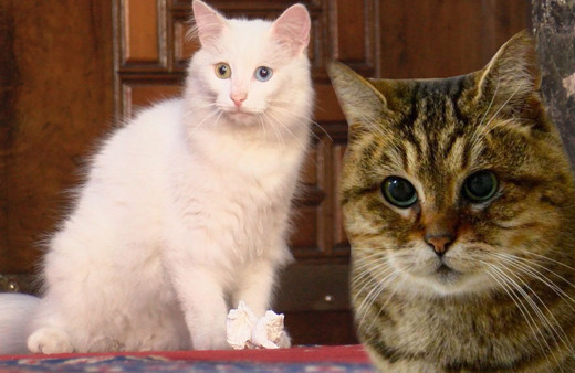 Ayasofya'nın kedisi Gli'ye Ankara'dan arkadaş geldi