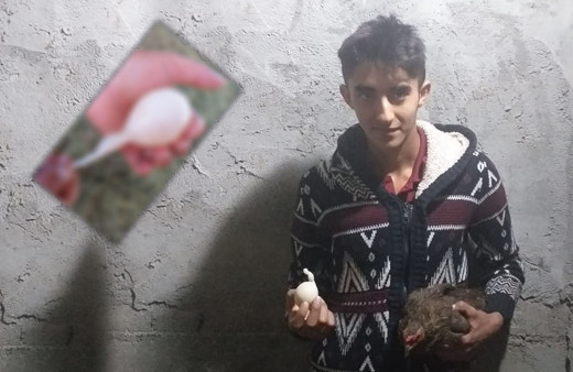 Tokat kuyruklu yumurta köylüler gördüklerine inanamadı