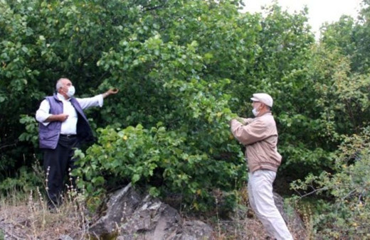 Sivas'ta kendiliğinden yetişiyor! Kilosu 24,50 TL ama kimse toplamıyor