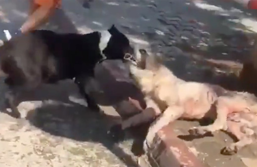 Adana'da vahşetin görüntüsü! Sokak köpeğini pitbullara parçalattılar