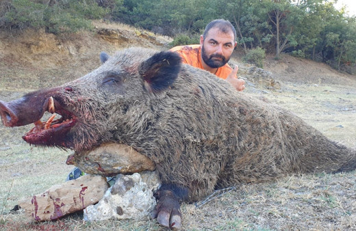 Denizli'de tarlaları talan eden domuzun yakalanma anları kameraya yansıdı