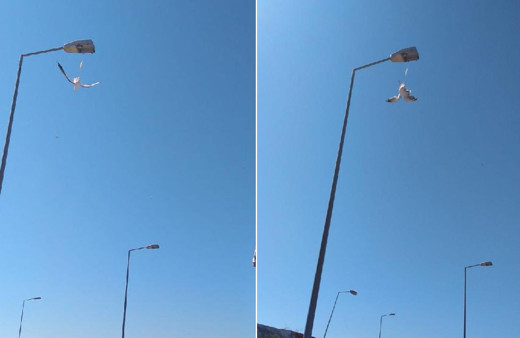 Bitlis'te ayağına maske takılan martı direkte asılı kaldı