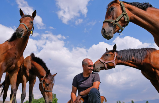 Konya'da Türkiye'nin şampiyon atları bal ve pekmezle yetiştiriliyor