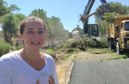 CHP'li belediyenin ağaç katliamını gözyaşlarıyla anlattı