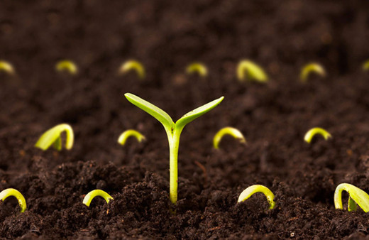 2020 tohum satış fiyatları açıklandı! Yüzde 20 zam yapıldığı ortaya çıktı