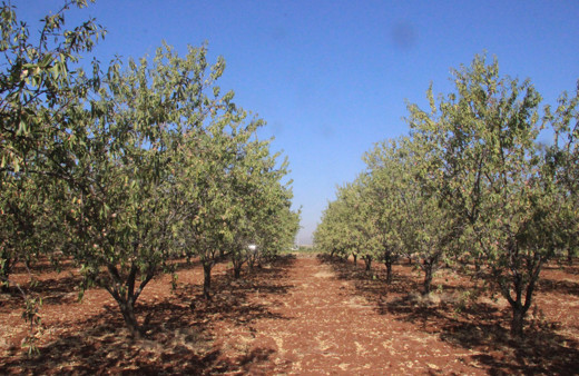 3 binden fazla ağacı var! Kilosu 60 liradan satılıyor