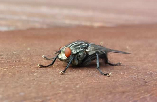 Fransa'da bir adam sinek öldürmek isterken evini havaya uçurdu