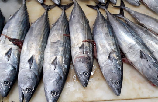 Palamut balığının nesli tehlikede! Bu boydakileri almayın!