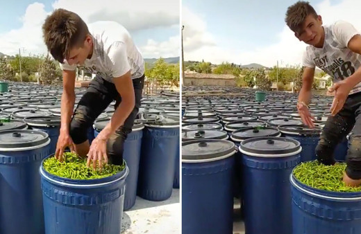 Salça videosundan sonra bir iğrençlik daha! Biber turşusunu çıplak ayakla ezdi