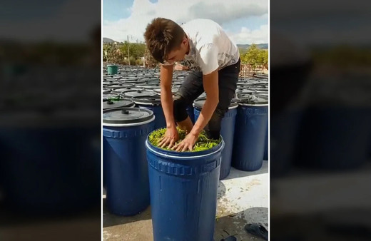 Çanakkale'de biberleri ayaklarıyla ezen kişinin çalıştığı firmaya 13 bin 954 TL ceza kesildi