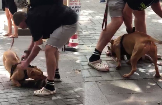 İstanbul’un göbeğinde pitbull dehşeti kamerada! 'Köpeği vurun'