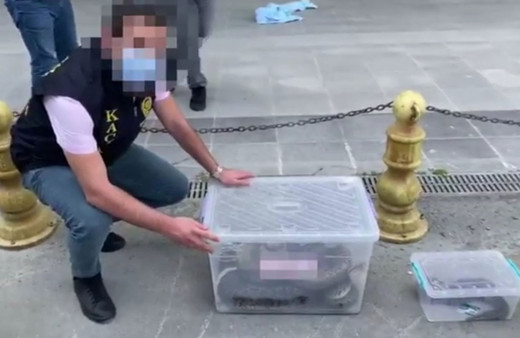 İstanbul'da 6 piton yılanına el konuldu sadece biri 3.5 metre boyunda