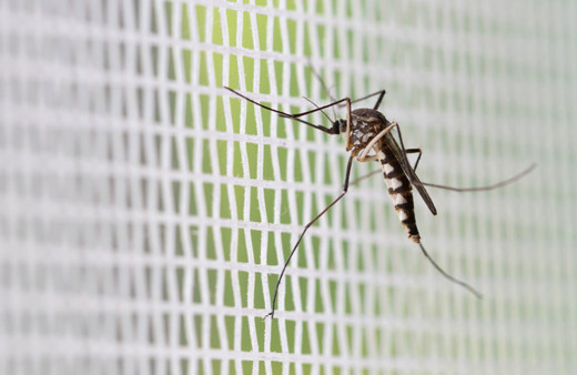 Sürü halinde geldiler sivrisinekler yüzlerce inek, at ve geyiği öldürdü