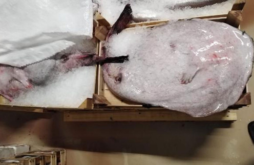 İstanbul'da mevzuata aykırı 7 ton su ürününe el konuldu