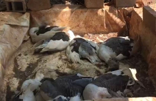 Antalya'da çiftlik kredisi katliamı! Krediyi aldı açlığa terketti hepsi açlık ve susuzluktan öldü