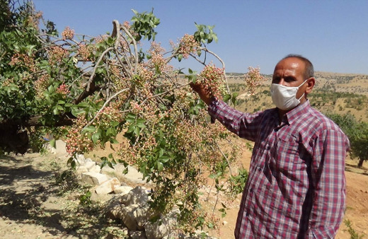 Siirt'te üretimi yok denecek kadar azaldı! Fiyatı altınla yarışıyor