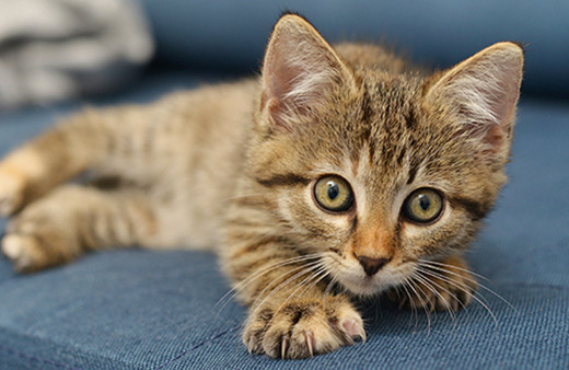 Hollanda'da 2 yıl önce kaybolan kedi Belçika'da ortaya çıktı