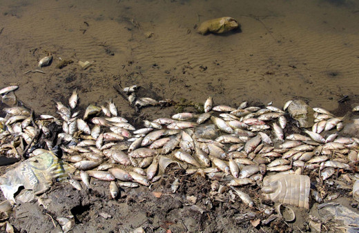 Kula Göleti'nde binlerce balık telef oldu Manisa'da içleri acıtan görüntüler