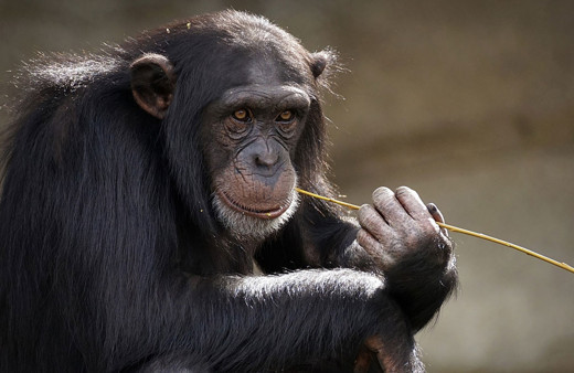 İsviçre maymunlara 'temel hak' verilmesi için referanduma gidiyor