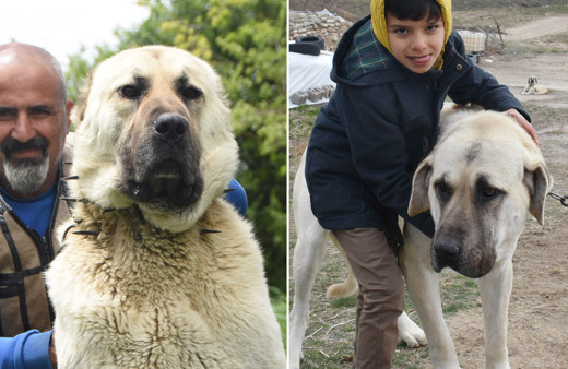 Sivas'ın kangalı Aksaray'ın malaklısı! İki kentin valisinin kapışması müthiş