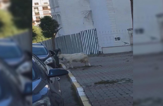 Keçi boynuz darbeleriyle araca böyle hasar verdi