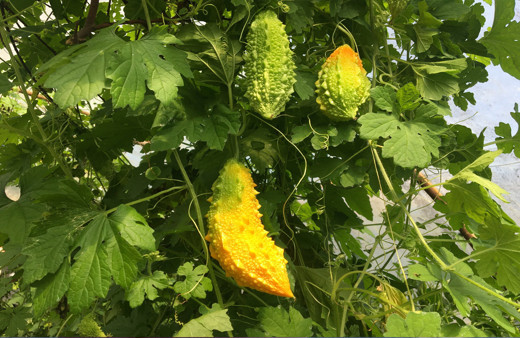 Bartın'da üretiliyor dört bir yandan sipariş yağıyor! Her derde deva