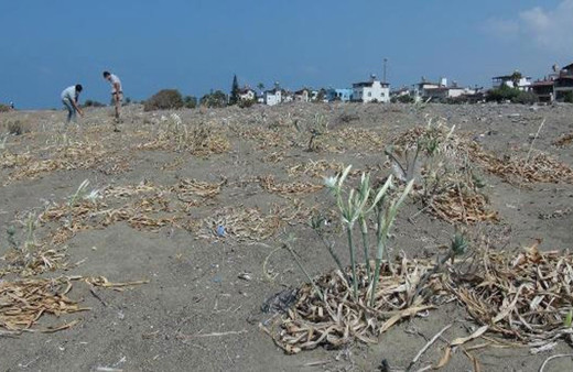 Kum zambaklarını koparmanın cezası 73 bin TL