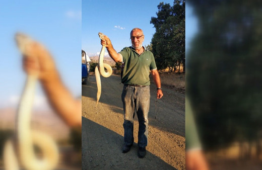 Erzincan'da kendisine saldıran koca engerek yılanını boğazından yakaladı